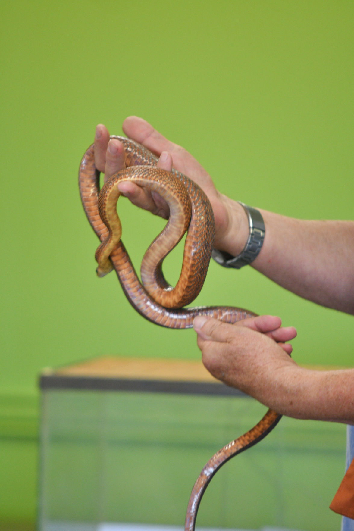Snake Day at Clara B. Mounce Public Library